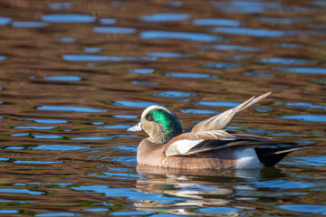 American Wigeon Swims on Beautifully Reflective Water