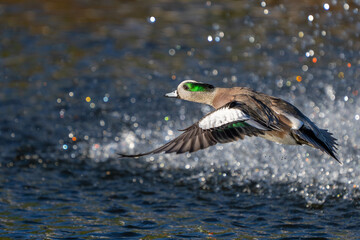 American Wigeon Flushes From Marsh Pond
