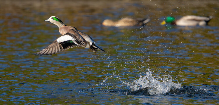 American Wigeon Flushes From Marsh Pond