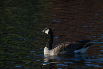 Canada Goose Poses for a Portrait