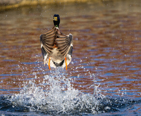Drake Mallard Flushes From Marsh Pond