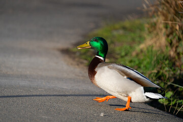 Obraz premium Drake Mallard Takes a Stroll in Good Light