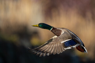 Obraz premium Drake Mallard Flushes From Marsh Pond