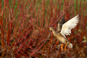 Hen Mallard Flushes From Marsh Pond