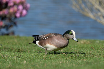American Wigeon Forages for Green Grass