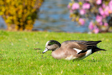 American Wigeon Forages for Green Grass