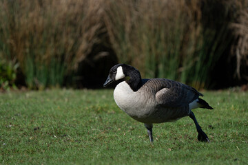 Canada Goose Poses for a Portrait