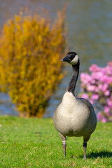 Canada Goose Poses for a Portrait