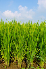 green rice field