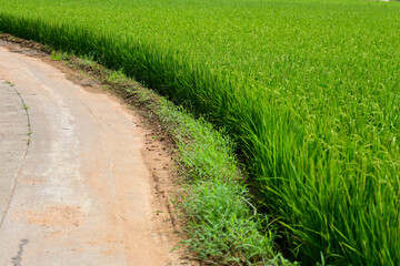 rice field