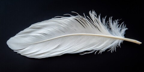 Obraz premium Ethereal White Feather: Delicate Symbol of Purity and Warmth. Elegant Minimalist Design for Winter Comfort Advertising, Down Jacket Marketing, and Dreamy Bedding Concepts. Abstract white feather