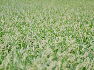 たわわに実った収穫間近の稲穂