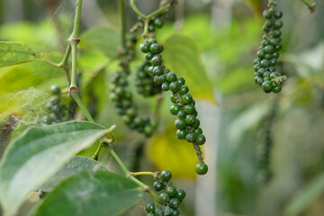 Pepper, also called pepper or sahang, which has the Latin name Piper nigrum is a plant that is rich in chemical content, such as pepper oil, fatty oil, and starch.
Photo Formats