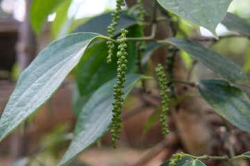 Pepper, also called pepper or sahang, which has the Latin name Piper nigrum is a plant that is rich in chemical content, such as pepper oil, fatty oil, and starch.
Photo Formats