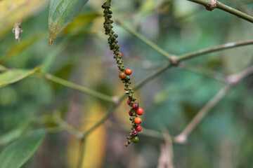 Pepper, also called pepper or sahang, which has the Latin name Piper nigrum is a plant that is rich in chemical content, such as pepper oil, fatty oil, and starch.