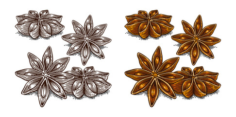 Set of Hand Drawn Star Anise, Line Art Engraving Style Vector Illustration, Monochrome and Color Versions