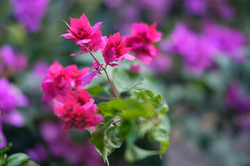 Bougainvillea or often called paper flowers grow as ornamental plants with bright colors and unique flower shapes and variations in purple, orange, pink, yellow, blue and white.