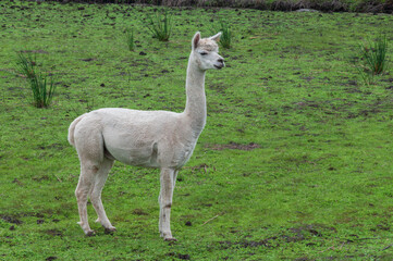 A white alpaca stands alert on a green pasture in coastal Western Australia. Their serene presence contrasts beautifully with the lush natural surroundings.
