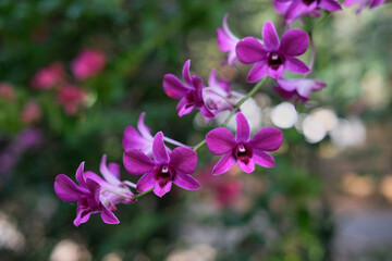 Fototapeta premium Dendrobium bantimurung, Dendrobium bigibbum, Cooktown orchid, Anggrek larat, flowers blooming beautifully