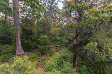 Valley of the Giants, Denmark, Western Australia. Dense forest featuring towering eucalyptus trees and rich undergrowth. A snapshot of lush, natural environment in this iconic Australian wildernes.