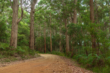 A serene dirt road winding through a dense eucalyptus forest in Western Australia. The towering trees create a lush, green canopy, perfect for a peaceful walk or a scenic drive in nature.