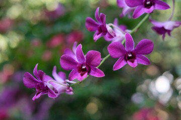 Dendrobium bantimurung, Dendrobium bigibbum, Cooktown orchid, Anggrek larat, flowers blooming...
