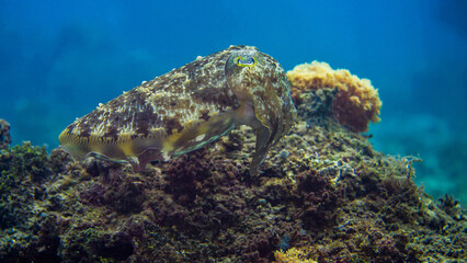 cuttlefish camouflage to hide in coral 
