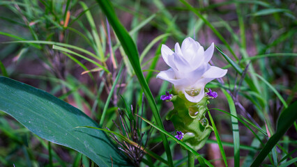 Obraz premium A white Siam tulip, scientifically known as Curcuma parviflora, is in bloom.