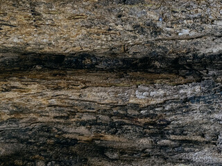 Bark old wood tree texture background.