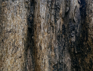 Bark old wood tree texture background.