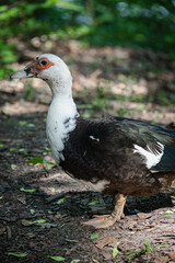 duck in the park