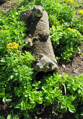 Frogs on a Log