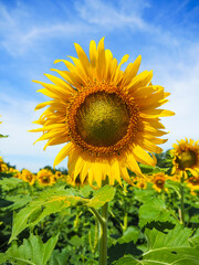 Close-up of Sunflower with the blue sky and nature background.