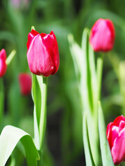 Close-up of Tulip flower with the nature background.