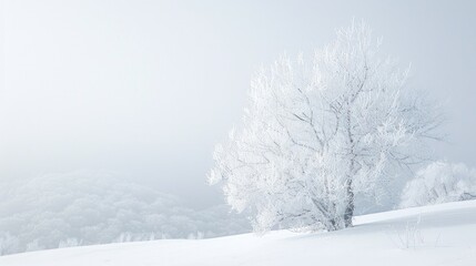 Pristine white wilderness with skeletal trees and frozen hues.