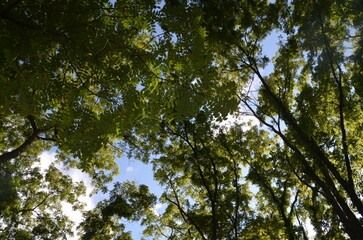 dirt road overhanging leaves and trees