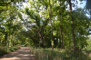 dirt road overhanging leaves and trees