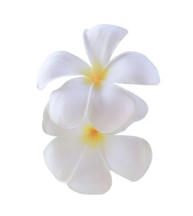 Plumeria or Frangipani or Temple tree flowers. Close up white plumeria flowers bouquet isolated on transparent background.