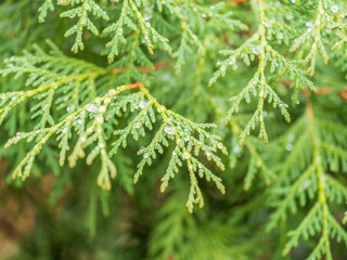 Thuja branches with drops of water after rain. Wet branches in the sunset light.