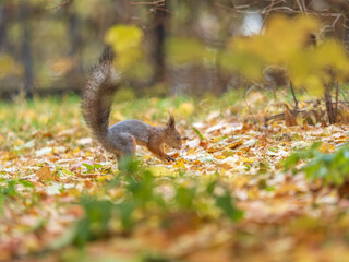 Squirrel in autumn hides nuts on the green grass with fallen yellow leaves