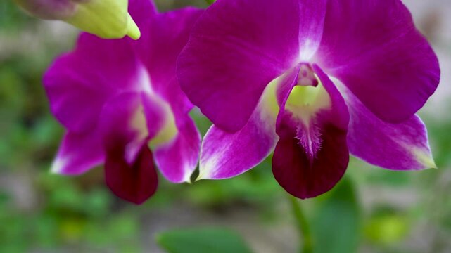 Dendrobium Nobile Orchid extreme close-up with some camera movements-7 Shot by Sony alpha 6400