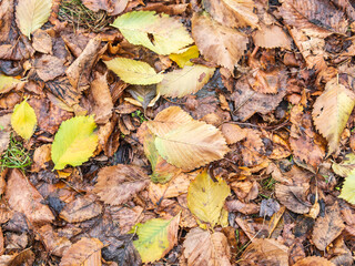 Orange and yellow fallen leaves in the sunlight.