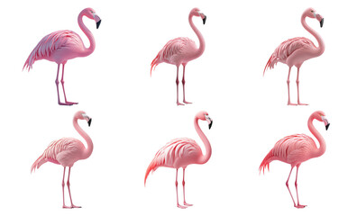 Fototapeta premium Graceful pink flamingos standing in various poses isolated on transparent background