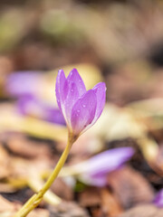 Autumn purple crocuses bloomed above the ground.