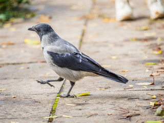 Hooded crow, corvus cornix, standing on the lawn in the spring or summer