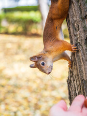 A squirrel in the autumn eats nuts from a human hand. Eurasian red squirrel, Sciurus vulgaris