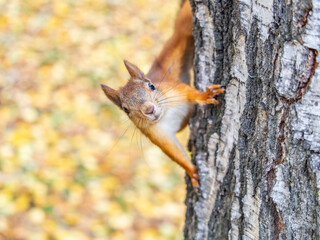 Portrait of a squirrel on a tree trunk