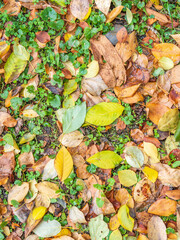 Orange and yellow fallen leaves in the sunlight.