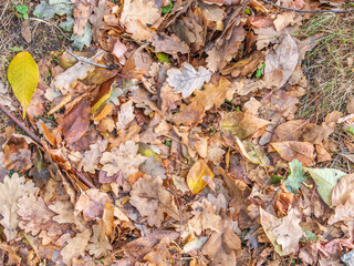 Orange, brown and yellow fallen oak leaves in the sunlight.