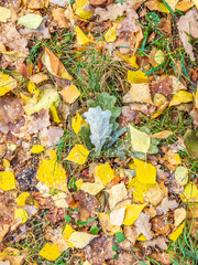 Orange, brown and yellow fallen oak leaves in the sunlight.